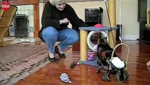Gatinho ganha cadeira de rodas para conseguir se locomover