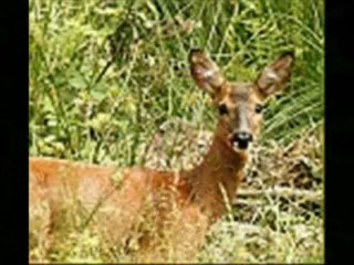 AVE MARIA DE GOUNOT (arrangement personnelle)°°°avec guit pro 5