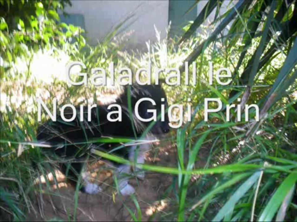 Anakin et Elektra les Noirs