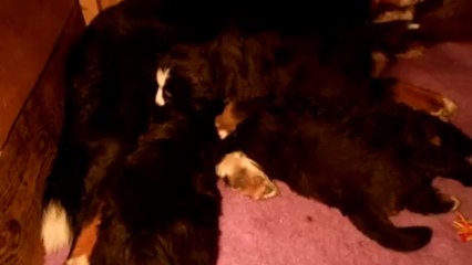 bébé turquoise (5 semaines)