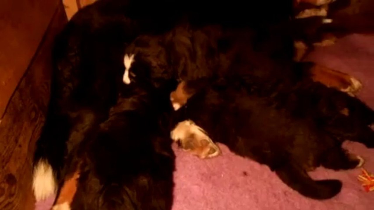 bébé turquoise (5 semaines)