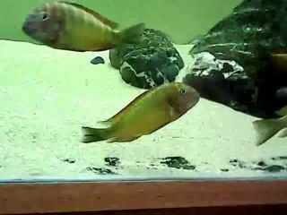 10.03.2013 ilangi yellow Ahmet Dursun