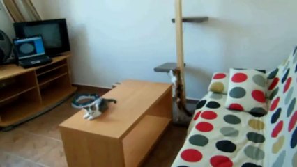 Ficelle et Guizmo font connaissance