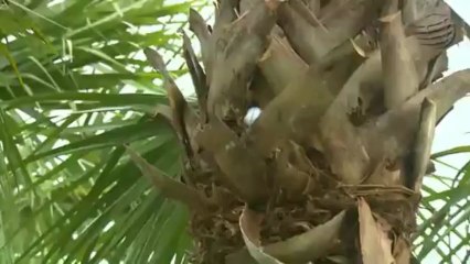 Woods' ball stuck in tree on No. 17 in Round 3 of Cadillac