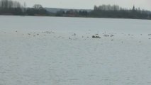 228 Bewick's swans (cygnus columbianus) at lac amance