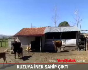 Kuzuya inek sahip çıktı