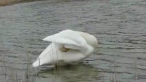 whooper swan (cygnus cygnus) -cygne chanteur
