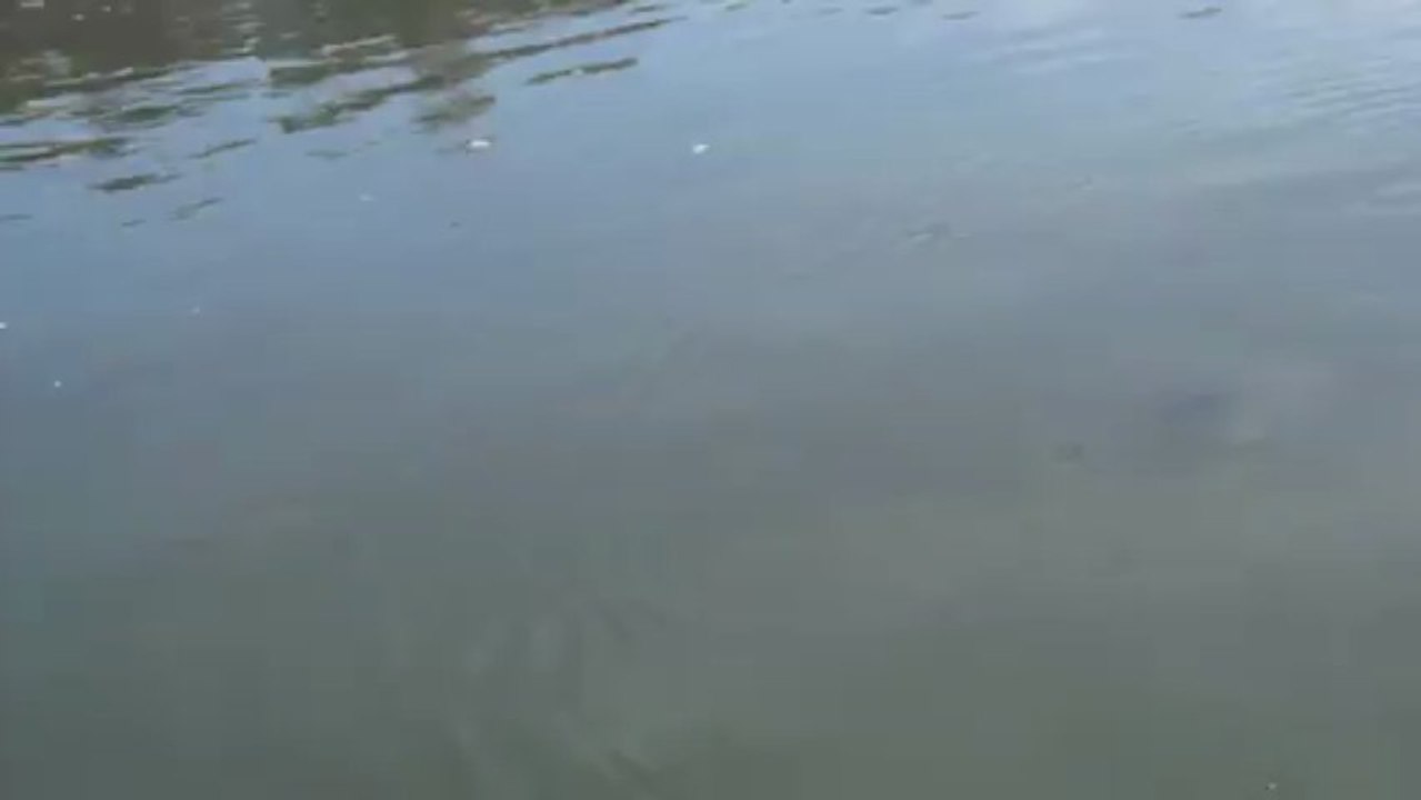 Marwan du F.U.K fait une commune de 5 kg en Saône le 10 03 2013