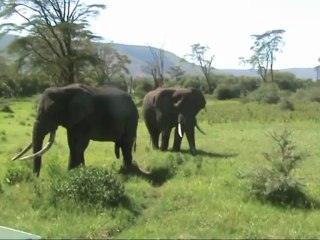 serie N°3 safari Tanzanie 02/2013 vidéos animaux caméra sony