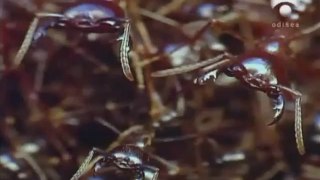 Multitudinario traslado de una colonia de hormigas Siafu