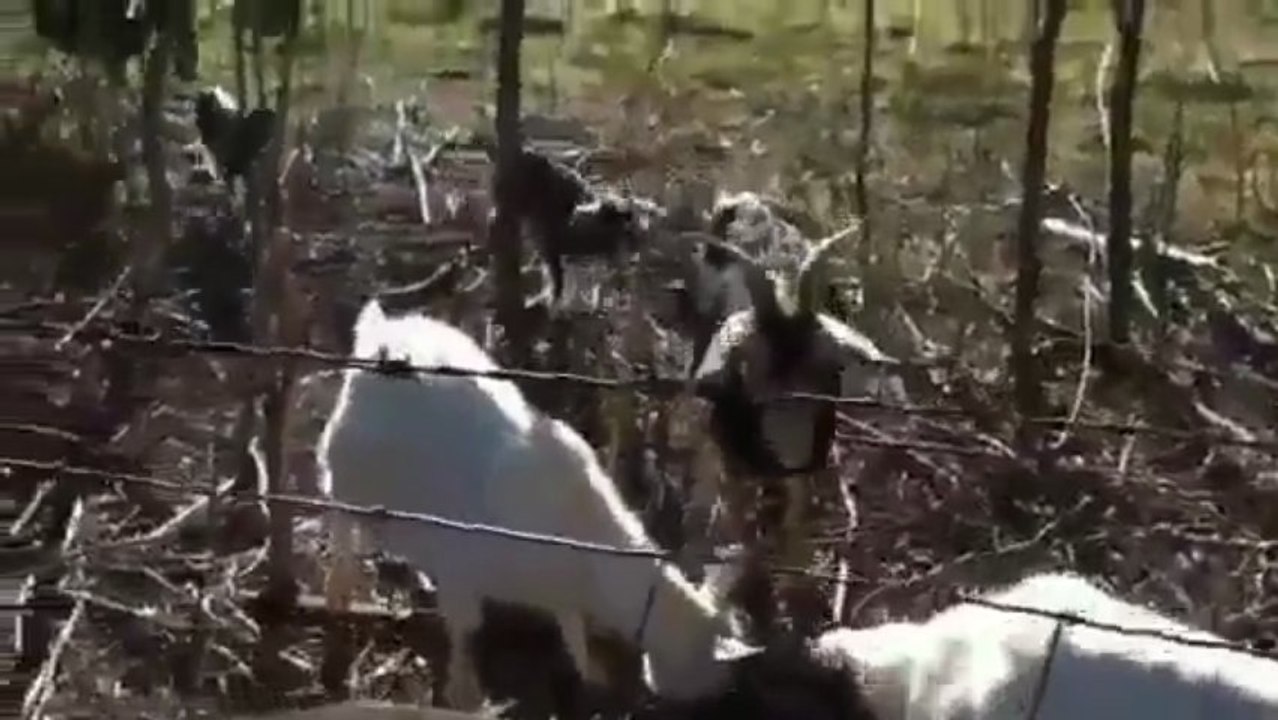 Goats In Neighbor's Pasture #2 (03-09-2013)