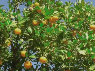 L-RECAPIN, lutter contre la chutes des cheveux avec LR