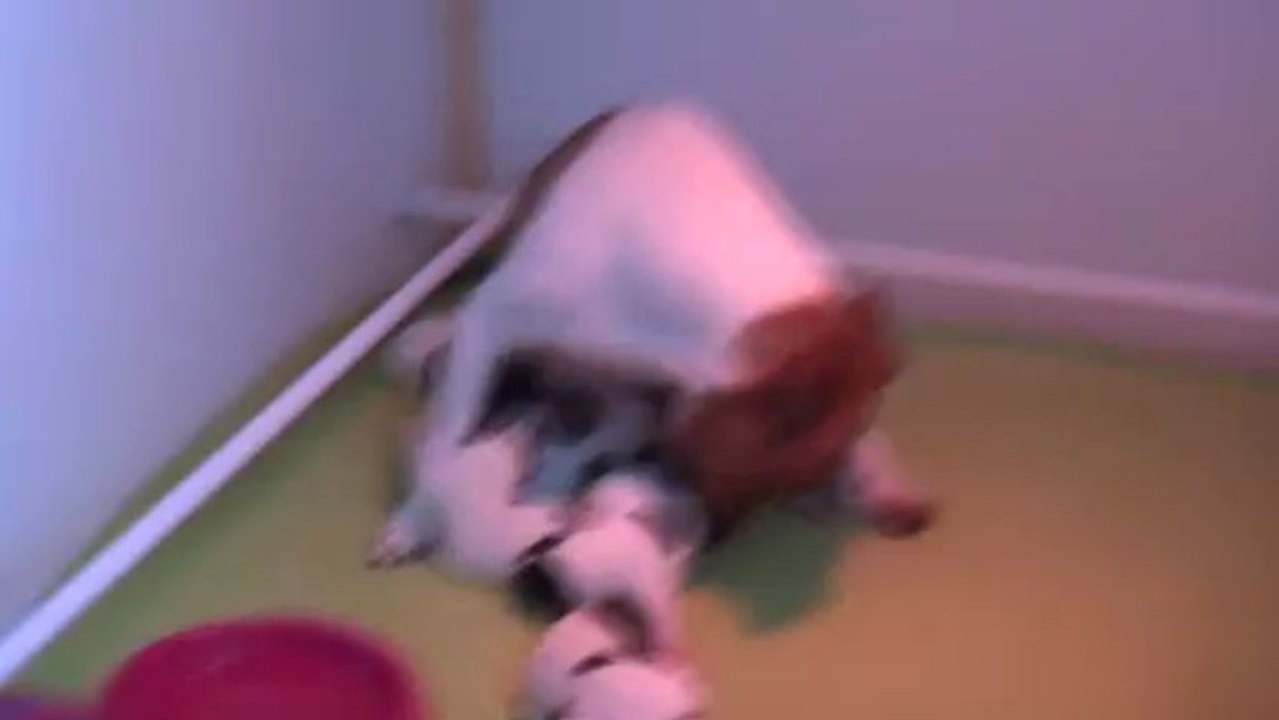 tétéé jack russell