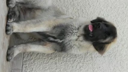 H'ley - Vidéo n°28 - 10 mars 2013 - Tranquille. Presque 6 mois