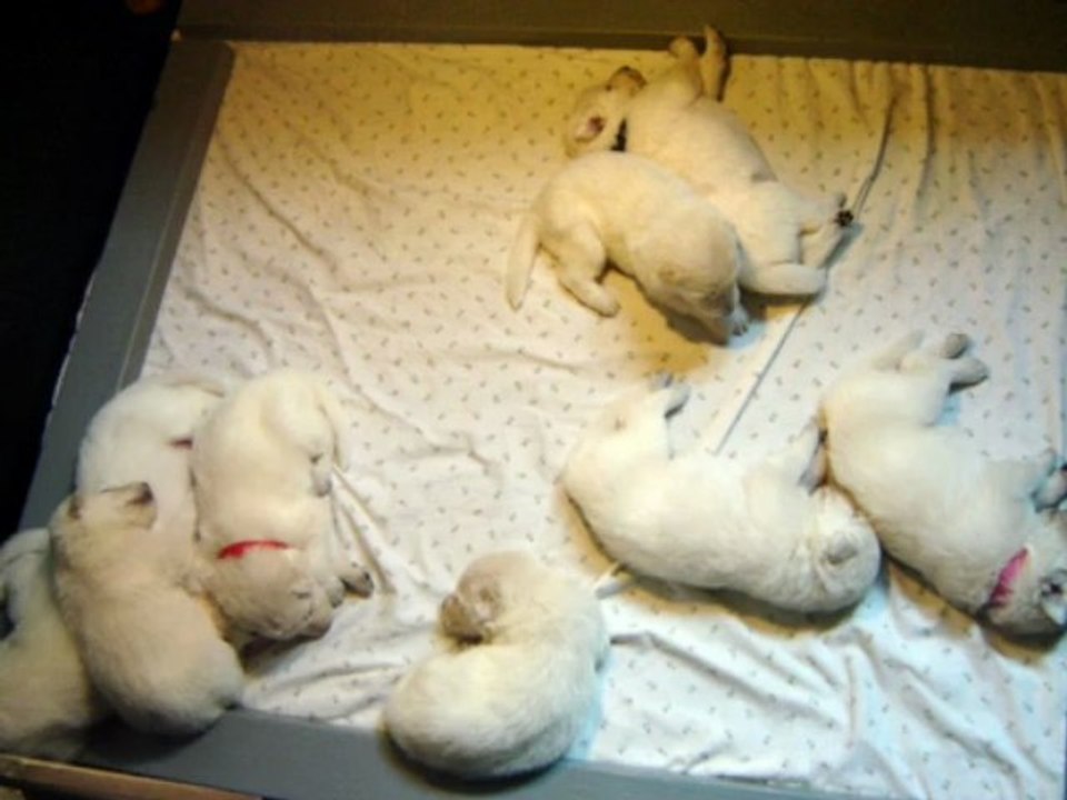 14ème au 18 ème jour.