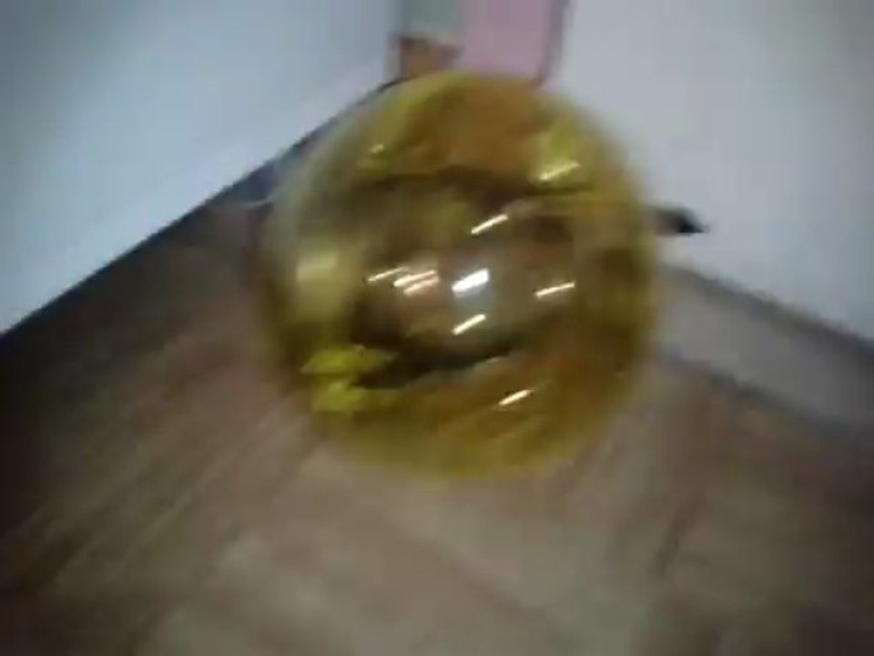 Gribouille dans la boule à hamster