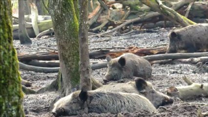 Sangliers dans une souille