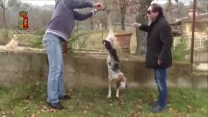 Video herunterladen: Roma - Gli agenti salvano un cane appeso ad una recinzione (07.03.13)