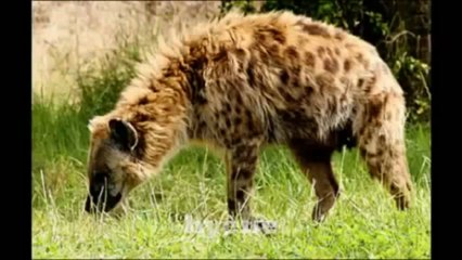 Sons de animais