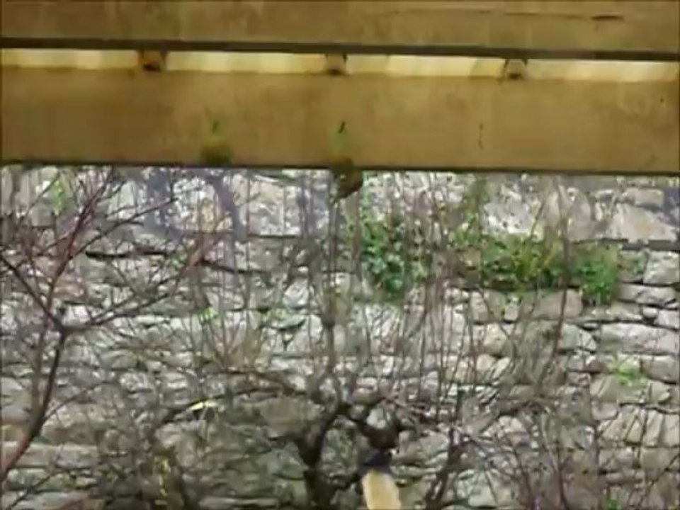Des oiseaux pour J