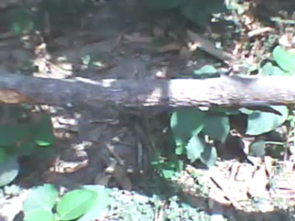 wAtCh EsPn MALAGA CF VS FC PORTO LiVe SOCCER Streaming Sopcast Online Coverage Feed Free HD TV