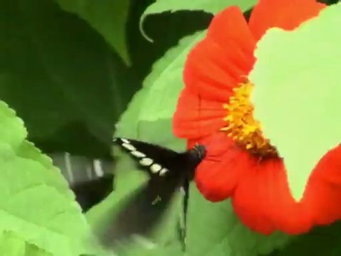 farfalla poggiata su un fiore