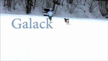Galack le husky sibérien - 29 cm de neige