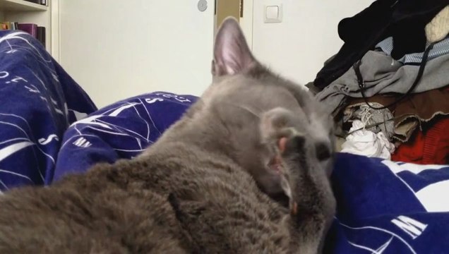 Le chat et la guerre de 78 de Nabilla