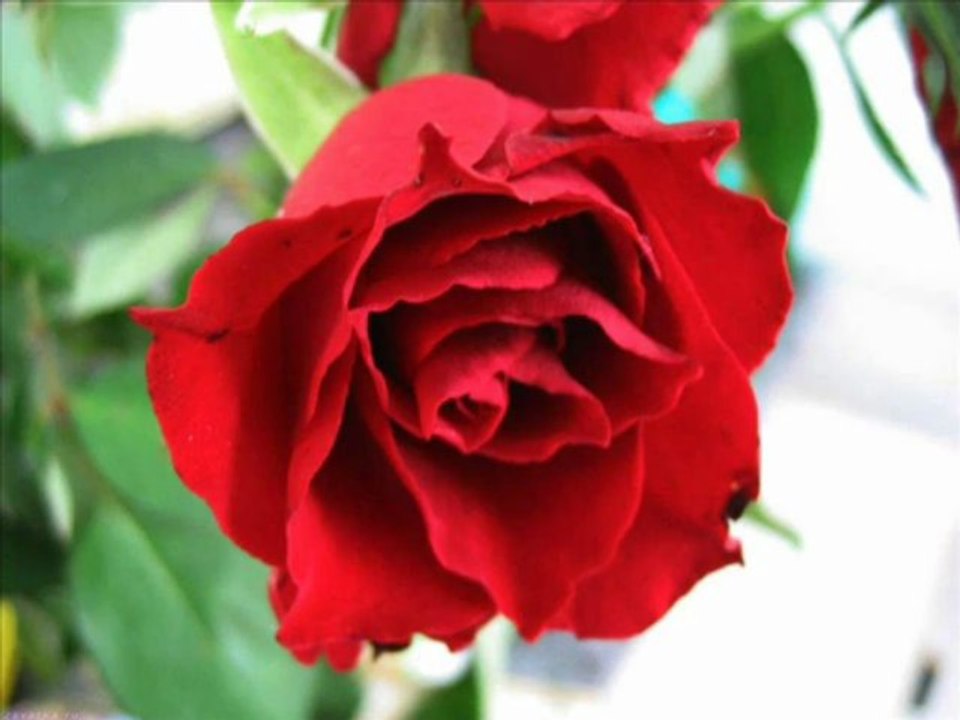 Adem Kılıç 2013 - Kına Türküsü