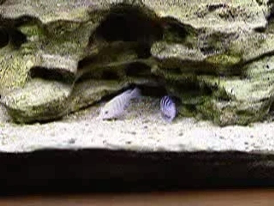 Repro Labidochromis Chisumulae