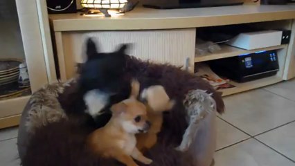 Bbs Chihuahuas 6semaines p/c