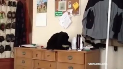 Nos amis les chats (Compilation)