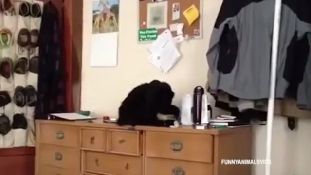 Nos amis les chats (Compilation)