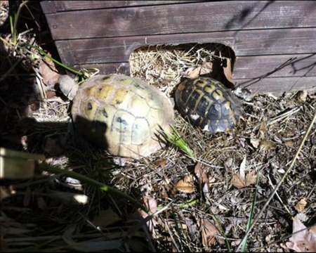 les tortues sortent ...v'la le printemps qui arrive !!!