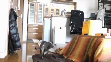 Chat se prend pour un GoalKeeper