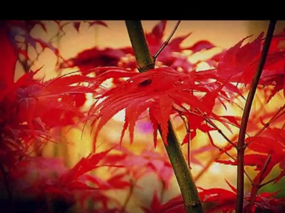 QUELQUES PHOTOS ET PHOTOS-MONTAGES DE MONIQUE BOSSICART...