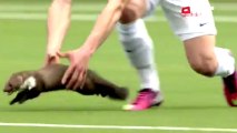 A Marten Invades A Swiss Soccer Game. One Player Might Need A Rabies Shot.