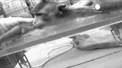 Des cosmétiques qui respectent le bien-être des animaux