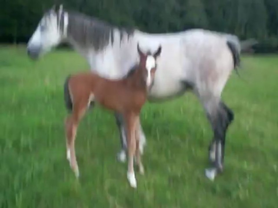 safira video 0808 (5)