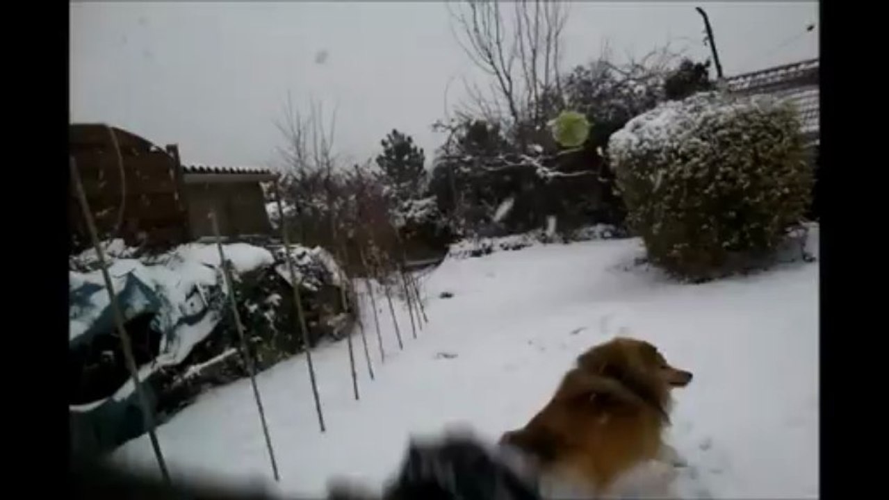 Shetland qui joue dans la neige