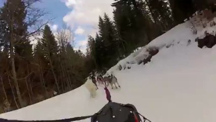 ma mère, Amandine et JD en traîneau 8 chiens ^^ 10 mars 2013