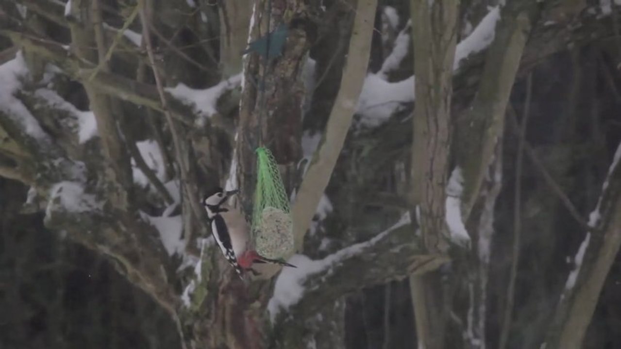 Des passereaux sous la neige