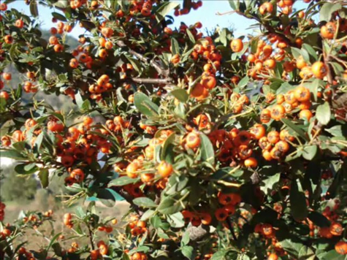 yaban çiçekleri ege