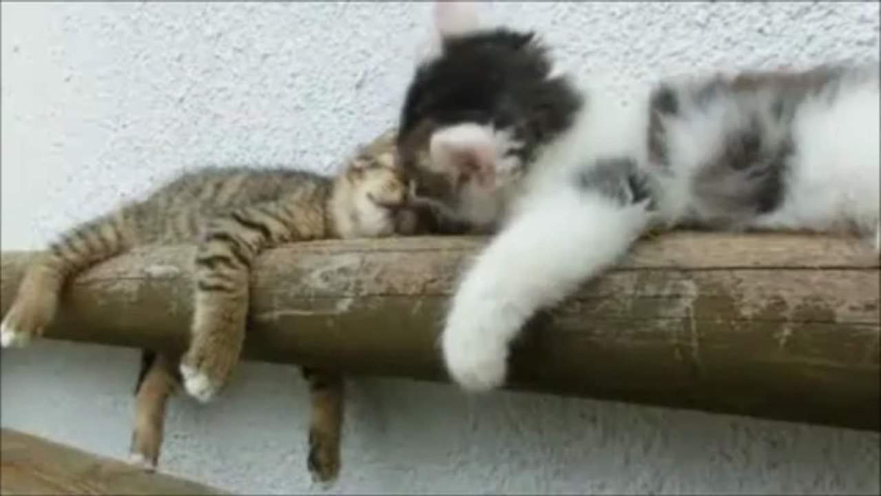 C'est la mère Michel qui a perdu son chat...