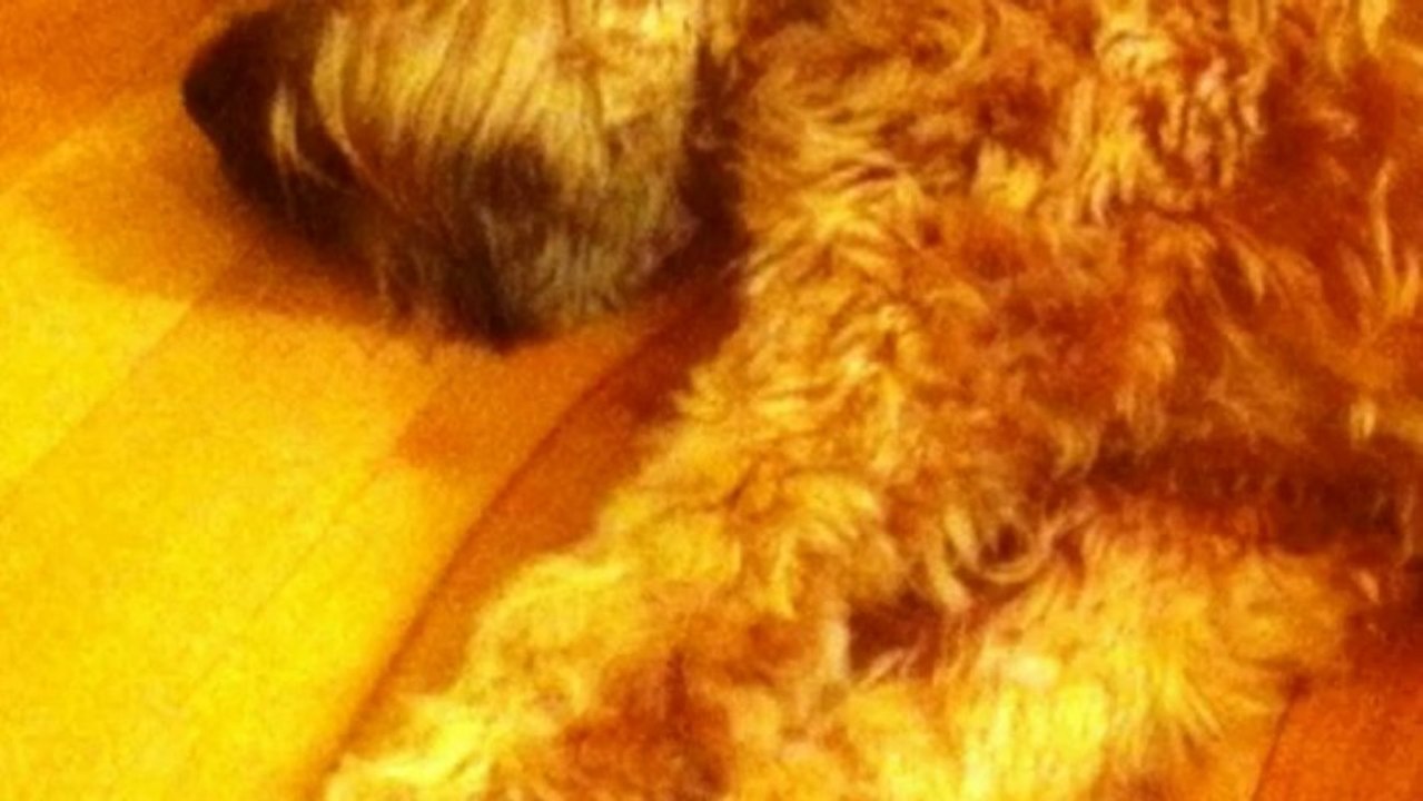 Dressage chien : Max, les commandements de bases et autres petits trucs amusants!