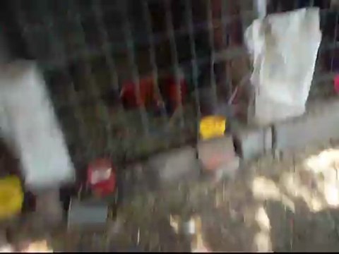 gallos para abril capotes 3 swader y 1 albani