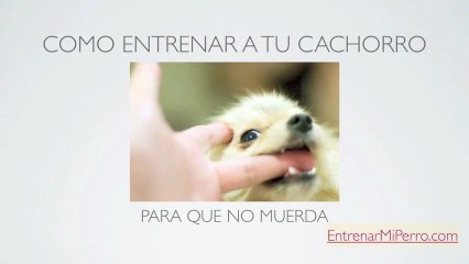 Como Educar a un Cachorro para que NO Muerda