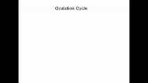 Ovulation Cycle