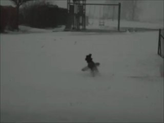 Y'en à au moins une qui est heureuse de voir revenir la neige !!