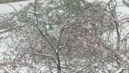 neige printanière - Paris mars  2013